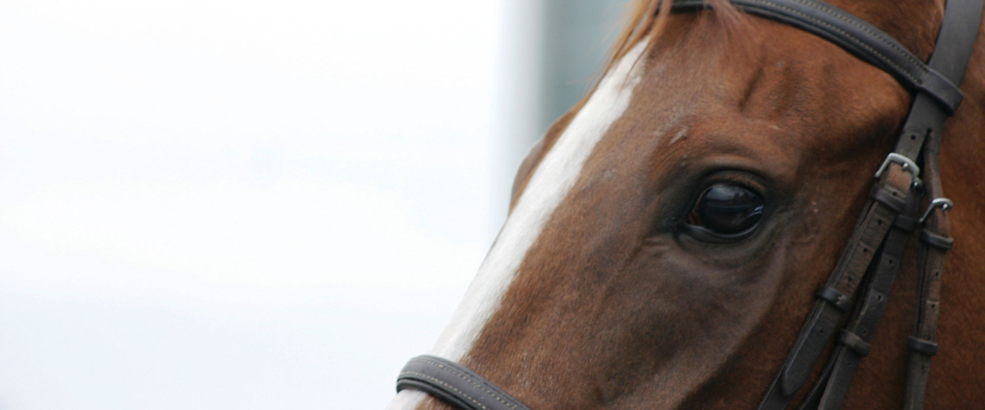 Lund Equine Veterinary Surgery & Sports Medicine Billings, MT